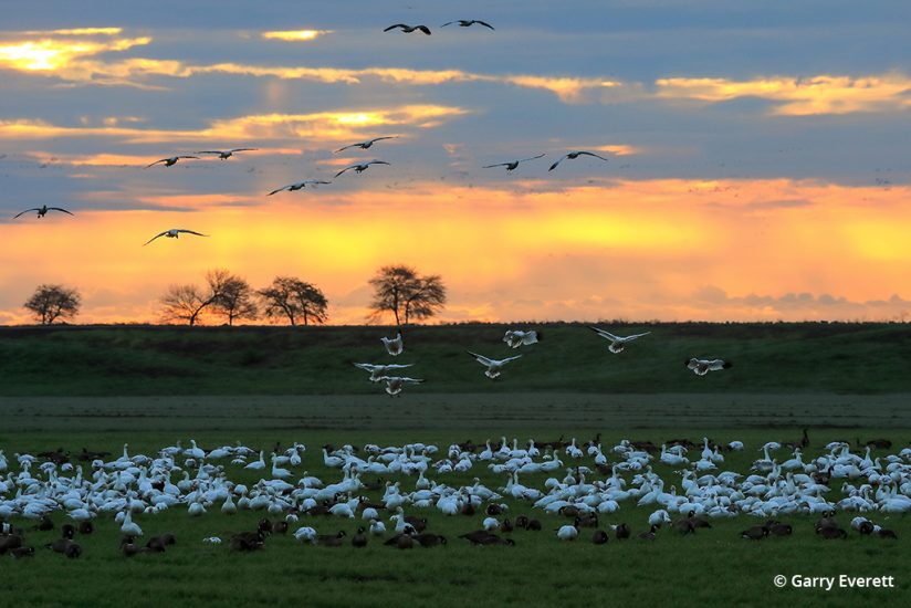Snow geese on the Pacific Flyway