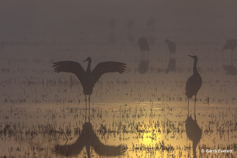 Sandhill cranes in early morning light on the Pacific Flyway