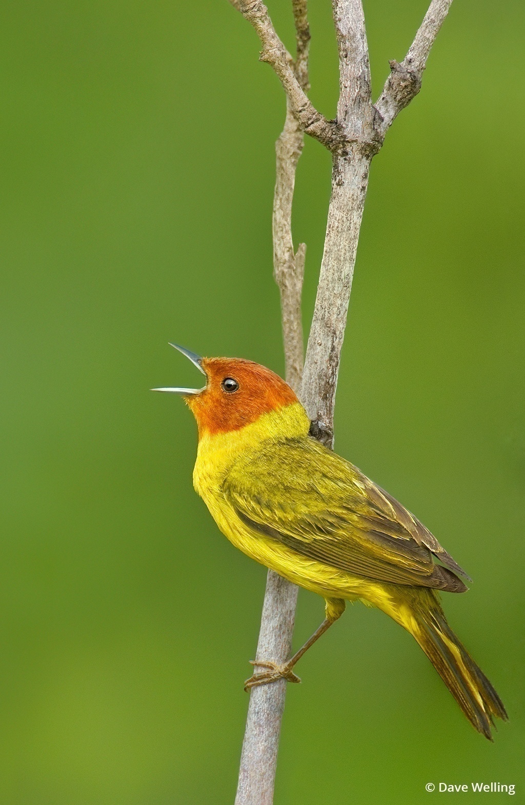 Image of a mangrove yellow warbler.