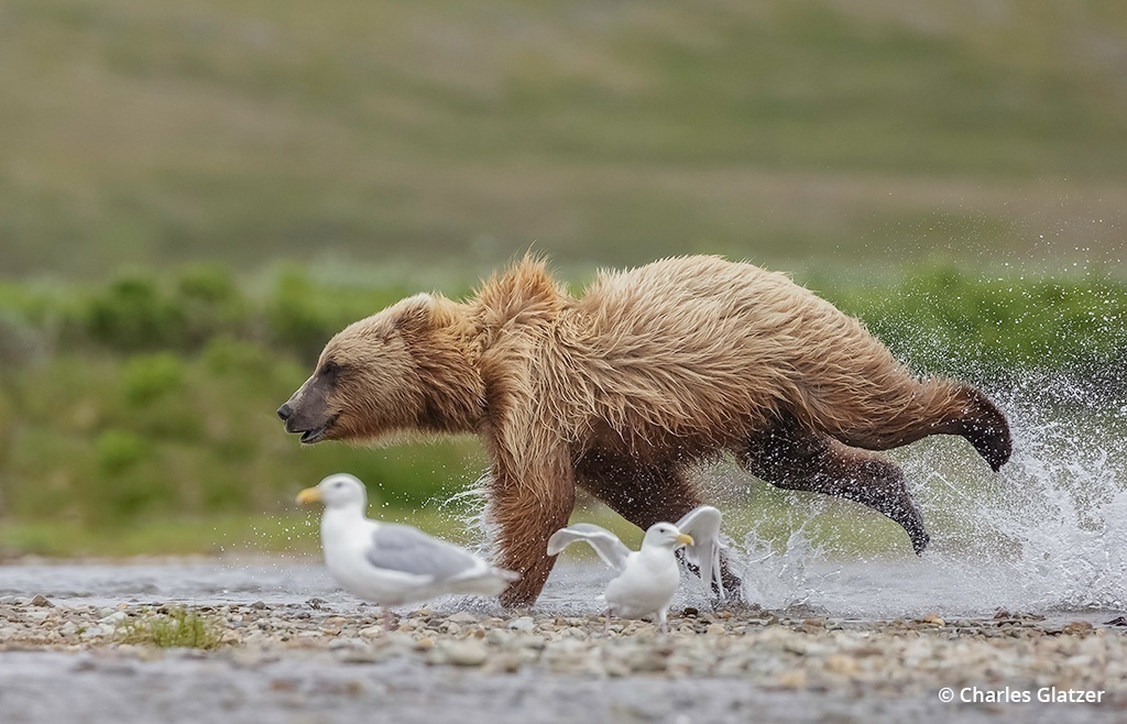 Brown bear running along the river banks