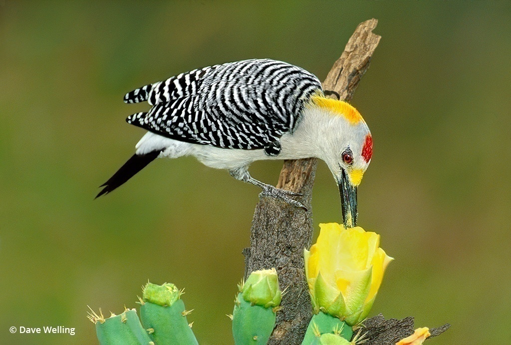 Texas wildlife: Image of a Golden-fronted woodpecker