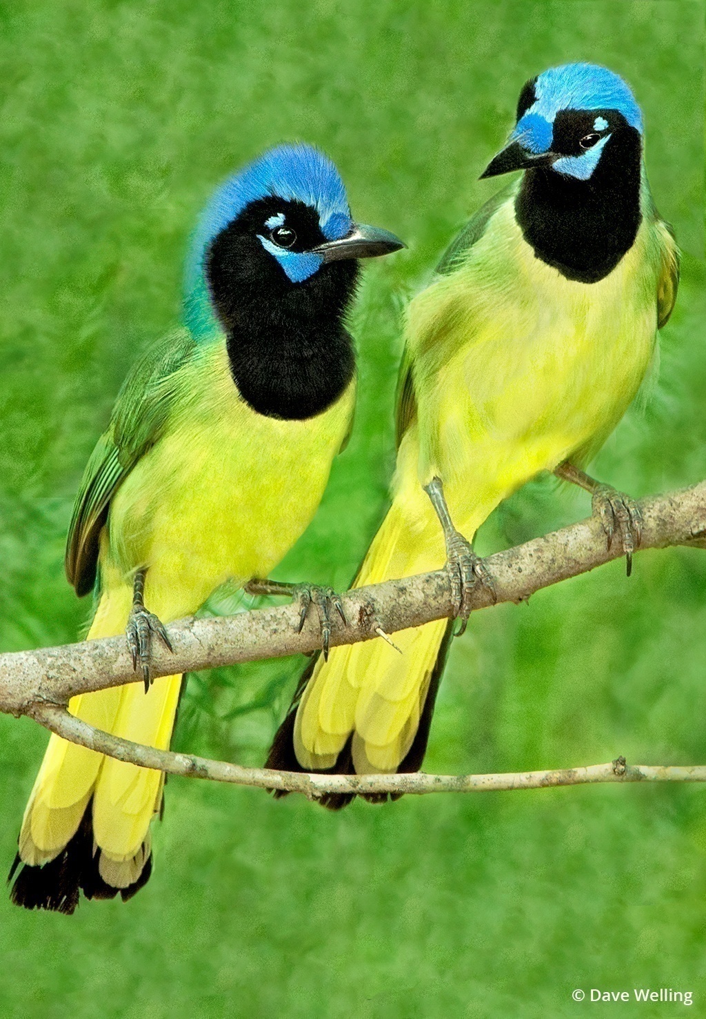 Texas wildlife includes green jays pictured here.