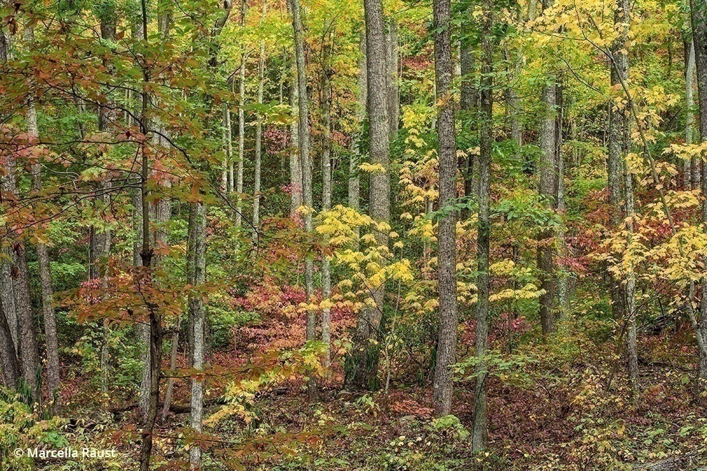 places for fall color photos: Tennessee