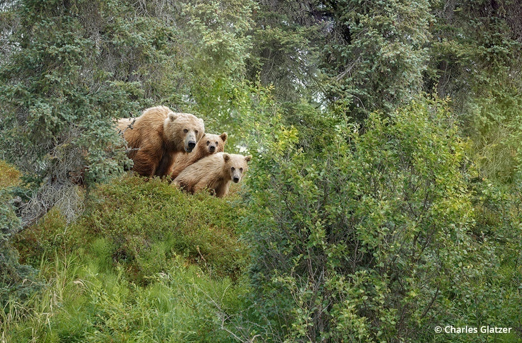 Image of a bear and her cubs in Katmai National Park