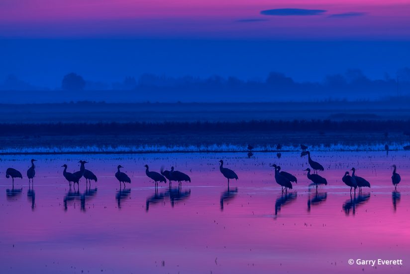 Photograph of sandhill cranes migrating on the Pacific Flyway